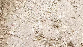 Finding that perfect Sand Dollar