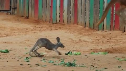 The wallaby scared the wallaby