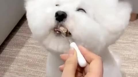 Feeding puppy