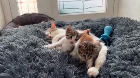 Mom Cat Takes Care of Her Baby Kittens