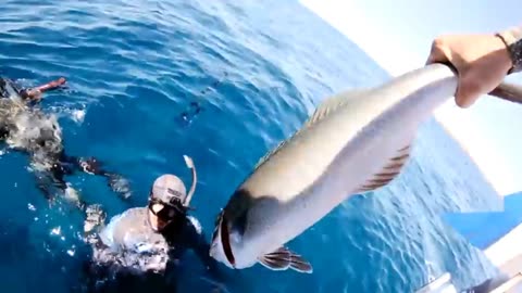 Diving with sharks and dangerous jellyfish . Short