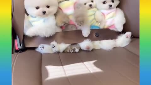 Adorable puppies