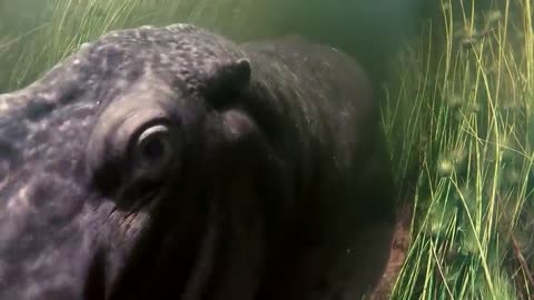 Hippo vs Lion Clan | Natural World | BBC Earth