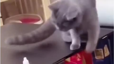 Как отучить кошку