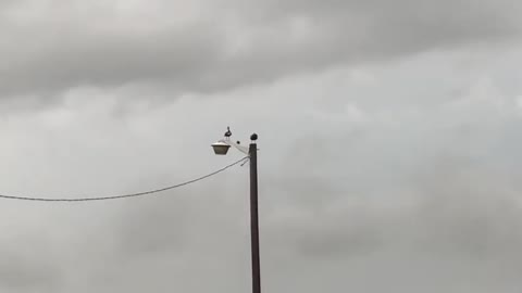 30 Seconds Ducks on a Light Pole