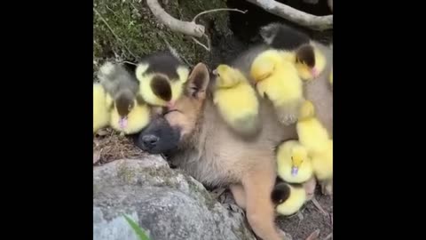 The harmonious life of a puppy and little Chicks , harmony