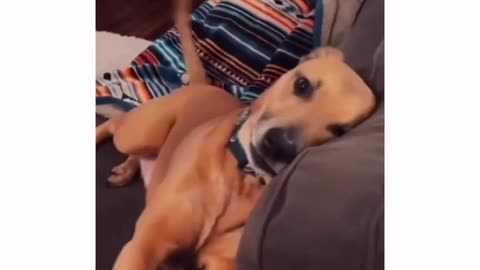 Most dramatic dog ever 🤣 😂
