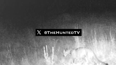 Cougar Kittens Playing - TheHuntedTV