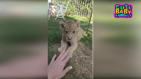 Lion Cubs and Baby Lion Cutest Moment as a Pet - Cute Baby Animals