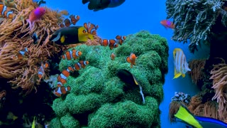 Where is the reel Nemo