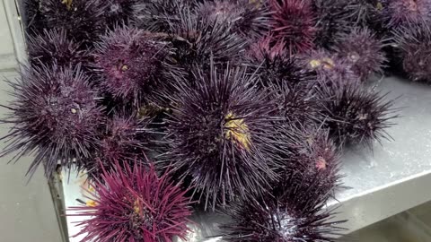 【 LIVE UNI 】The process of turning sea urchin into products.