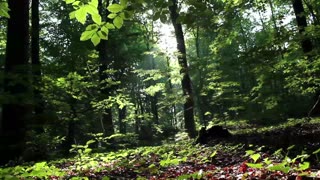 Calm Forest Ambience for Relaxing ( 7+ Hours )