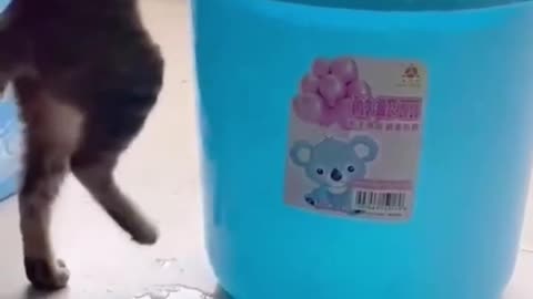 Funny Cat - Cute Cat Videos 2023 | Cute Cat Videos 2023 😺😺