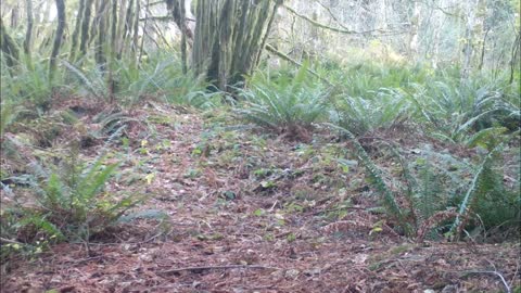 Deer Bails Before Elk Battle