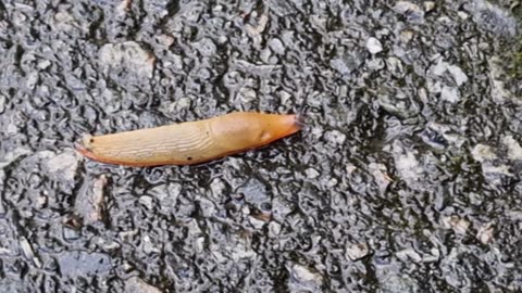 Beautiful Slug On The Ground