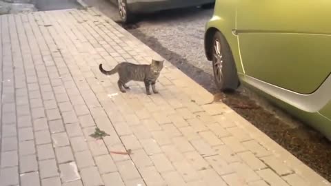 Unbelievable Fight Between RAT and CAT