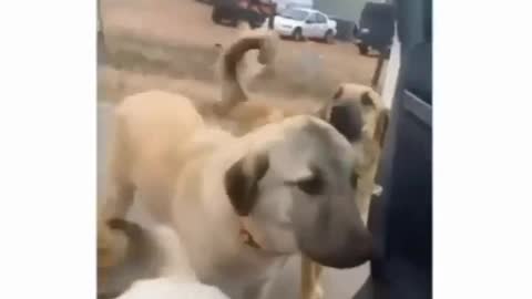 Friendly dogs stop a car to get petted