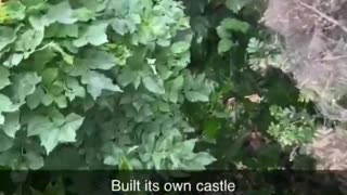 Spider built its own castle