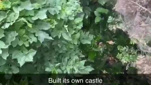 Spider built its own castle