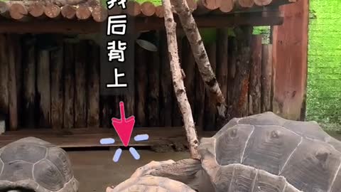 Large tortoises