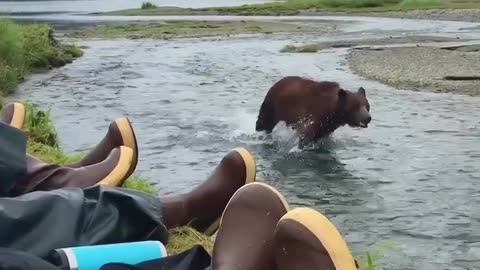 Big brown bear hunting fish next to humans