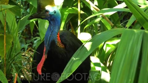 How Fearless The Cassowary Is!
