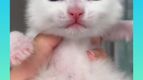 27 Cute and Funny Cat Videos Compilation short_1080p