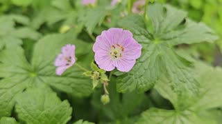 Wild Geraniums in Full Bloom. 04/20/2024