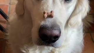 Golden Retriever Treat Catching Skills