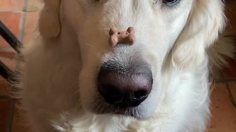 Golden Retriever Treat Catching Skills