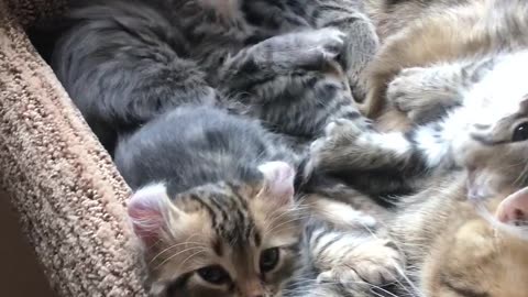 Cute Kitties Wake With a Yawn