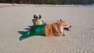 Dog models mermaid costume at the beach
