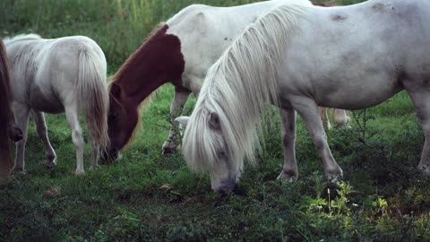 Very beautiful white horses