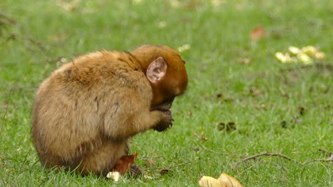 Funny monkey eating in herb