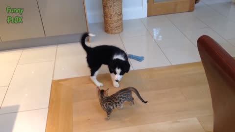 Most FUNNY and CUTE Cats and Dogs Playing Together 2023