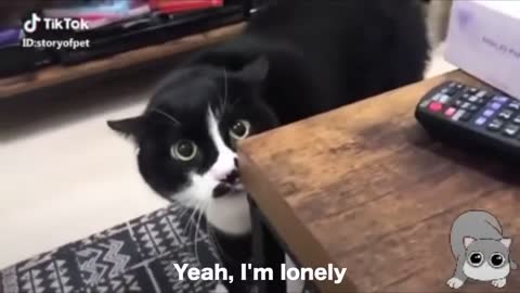 Cat funny video