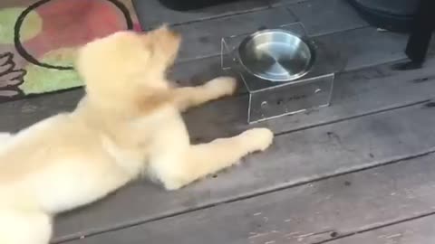 Funniest &cutest Golden puppies video