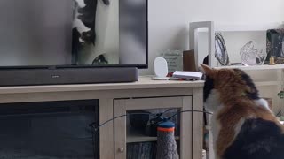 Cat watching cats on tv