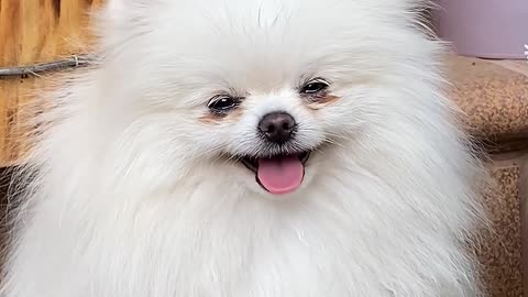 cute dog