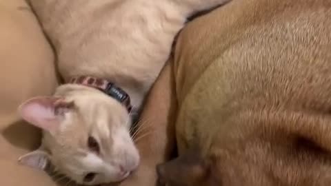 Friendship between an English bulldog and a street cat!
