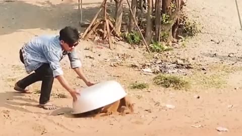 Pranking Dogs with funny lion and tiger outfit.