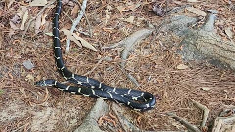 King snake