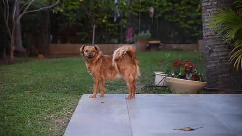 Watch this dog's reaction when it hears the sounds of its kind