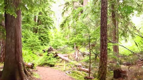 Treadmill Hike: Forest hike to waterfall - Proxy Falls in Oregon, Summertime