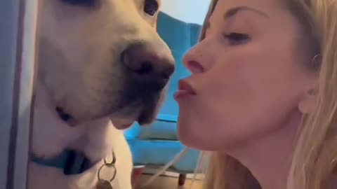 Labrador refuses mom’s kisses.