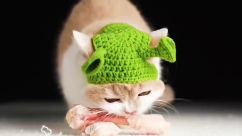 cute kitty cat meow funny shorts