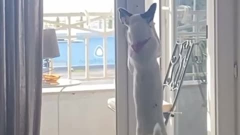 my dog just figured out how to open the balcony