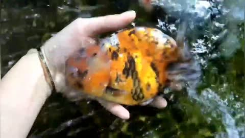 Wow super beautiful goldfish in tank-3