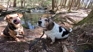 Clarabelle and Bandit