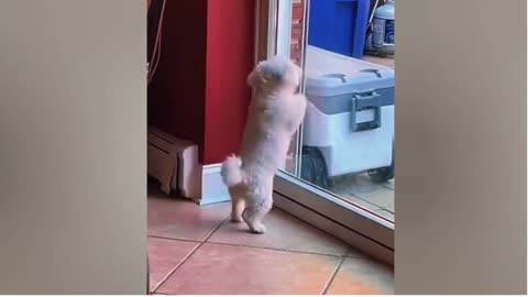 Awesome reaction of a cute puppy